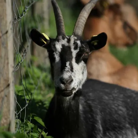 Wulfshof * شنيفردينغين