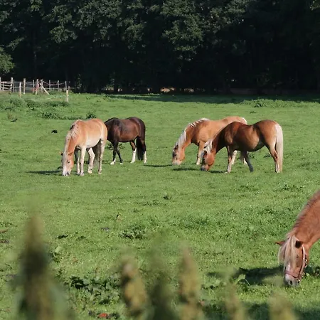 Wulfshof Schneverdingen