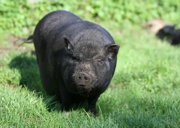 Apartment Wulfshof *