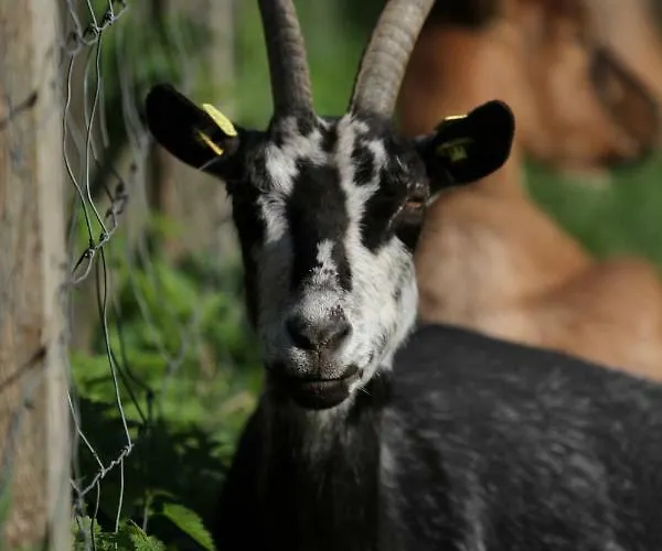 Wulfshof * Schneverdingen