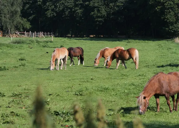 Wulfshof Schneverdingen